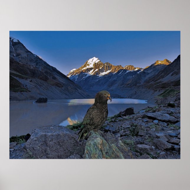 Póster Kea y Aoraki (Frente)