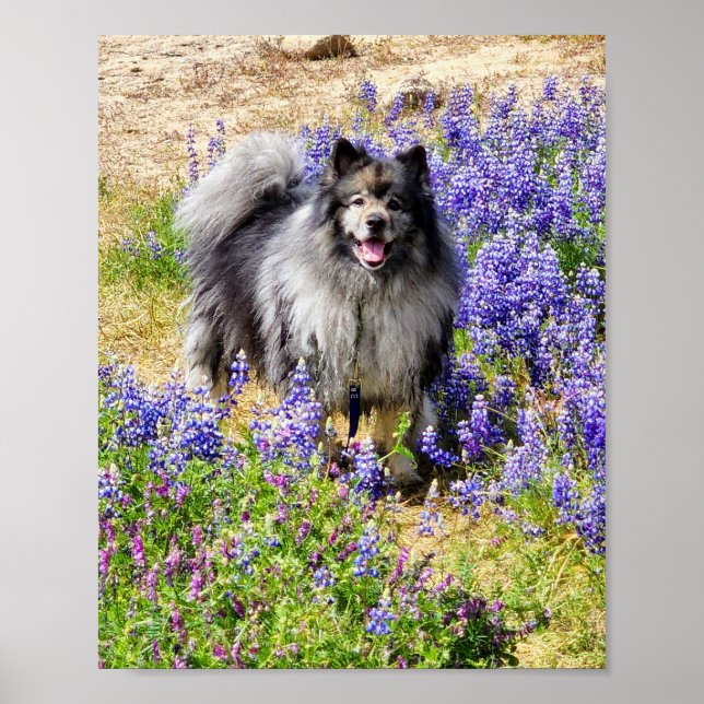 Póster Keeshond en el florecimiento de la Lupine (Frente)
