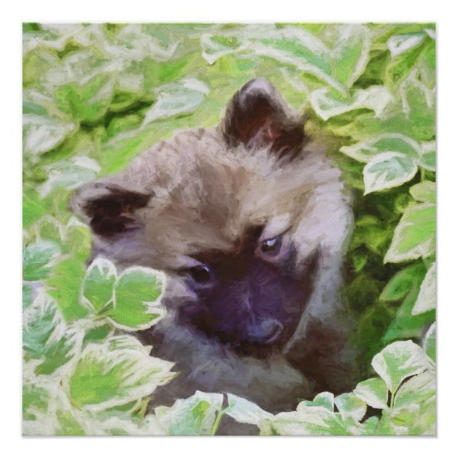 Póster Keeshond Puppy en el jardín pintando arte original (Anverso)