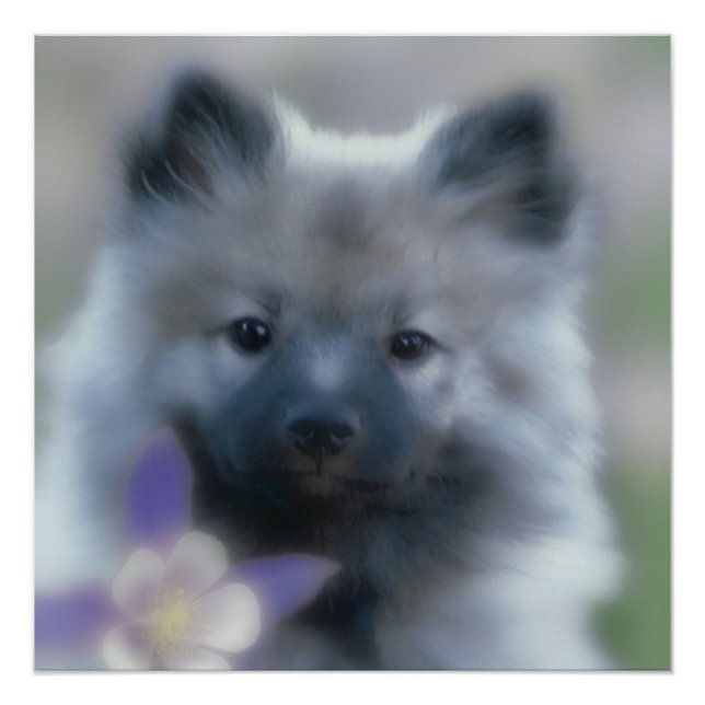 Póster Keeshond y Columbine - Fotografía de perro (Anverso)