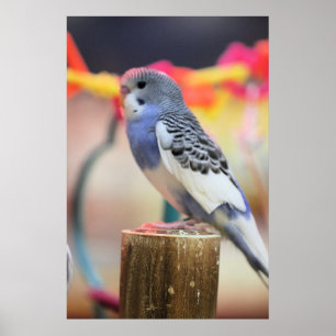 Póster Keet