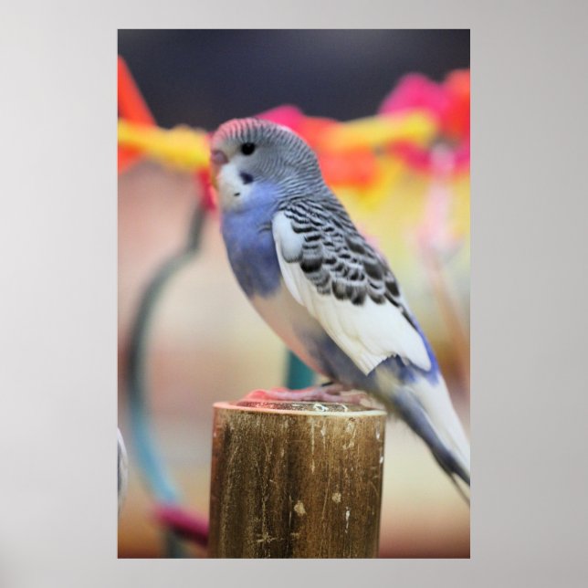 Póster Keet (Frente)