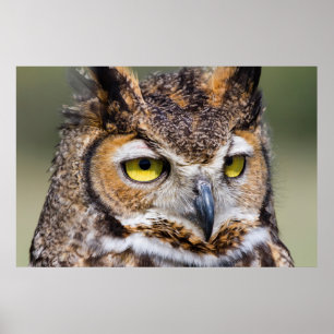 Póster Kendall County, Texas. Great Horned Owl