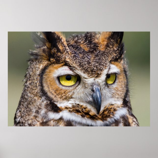 Póster Kendall County, Texas. Great Horned Owl (Frente)