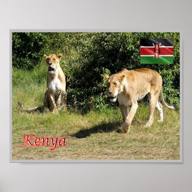 Póster Kenia - Lioness - (Frente)
