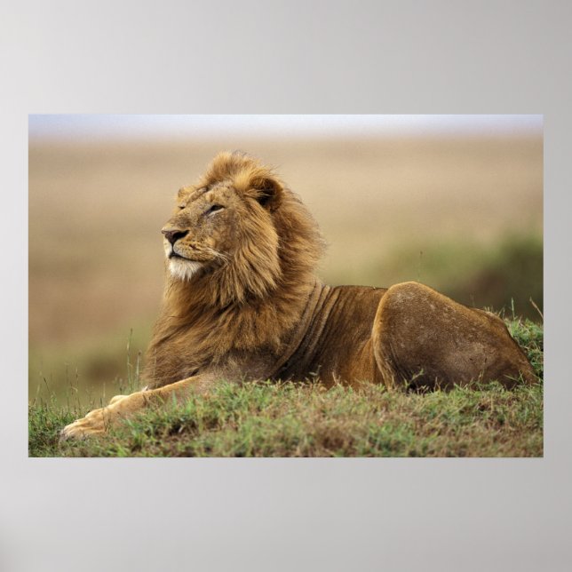 Póster Kenia, Masai Mara | León macho (Frente)