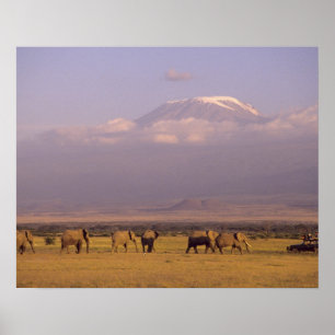 Póster Kenia: Parque Nacional de Amboseli, Elefantes