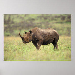 Póster Kenia, Parque Nacional de Nairobi. Rinoceronte neg