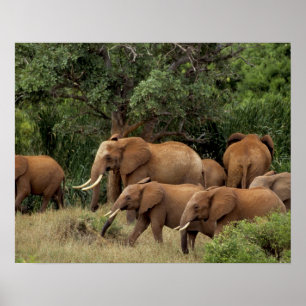Póster Kenia: Parque Nacional del Este de Tsavo, rebaño a