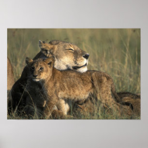 Póster Kenia, Reserva de caza Masai Mara, Leona