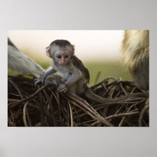 Póster Kenia, Reserva de caza Samburu. Mono vervet