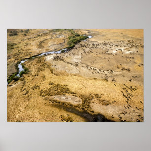 Póster Kenia: Reserva Nacional Masai Mara, Mara