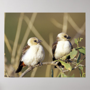Póster Kenia, Reserva Nacional Samburu. Pareja de
