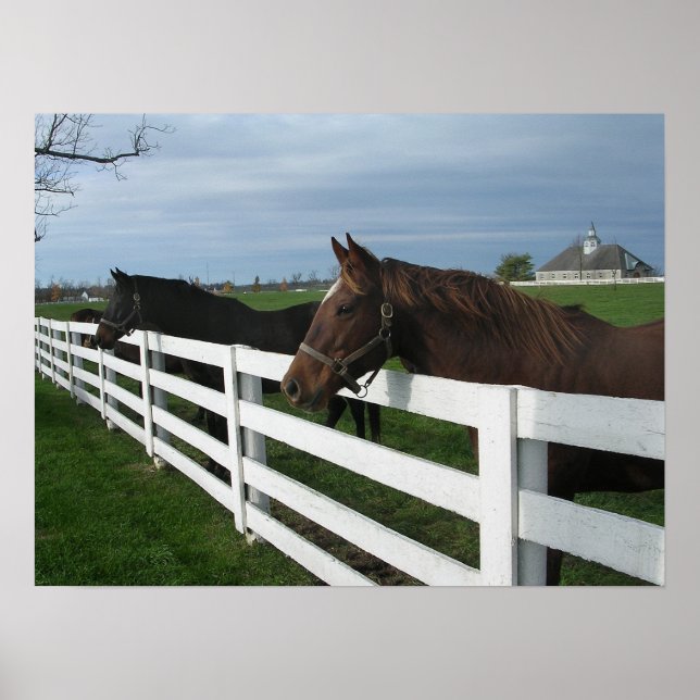 Póster Kentucky Bluegrass Country (Frente)