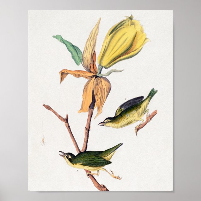 Póster Kentucky Fly-Catching Warbler Birds Ilustracion (Frente)