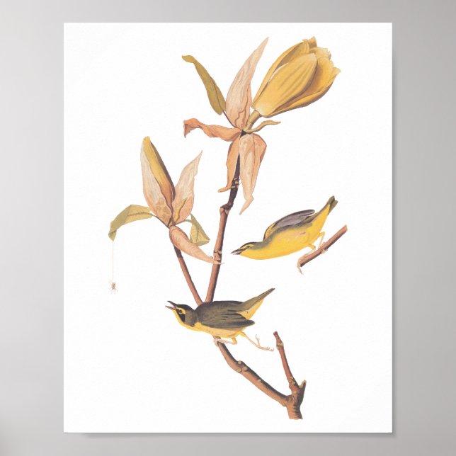 Póster Kentucky Warbler Aves Audubon y Flor Magnolia (Frente)