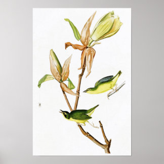 Póster Kentucky Warbler John James Audubon Birds America