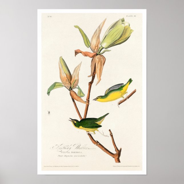 Póster Kentucky Warbler por Audubon Poster (Frente)