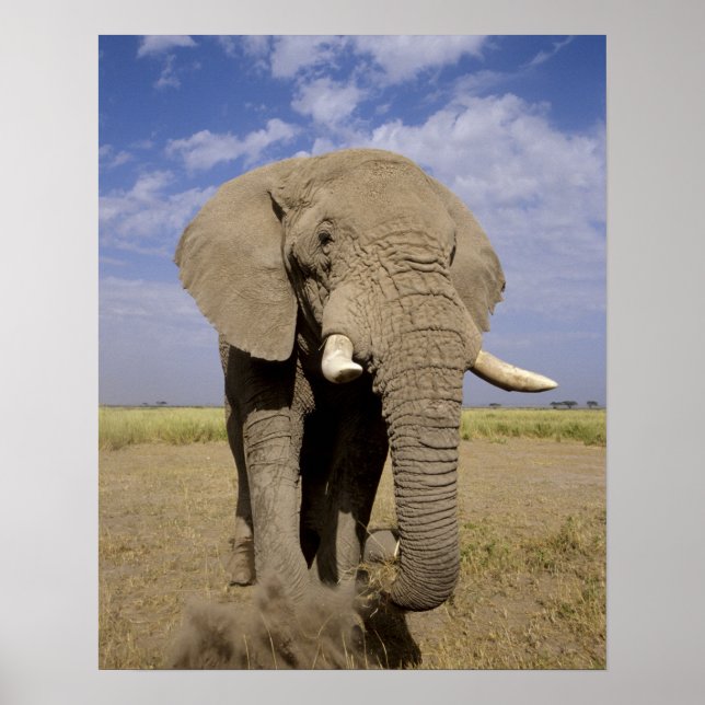 Póster Kenya: Amboseli National Park, male elephant (Frente)