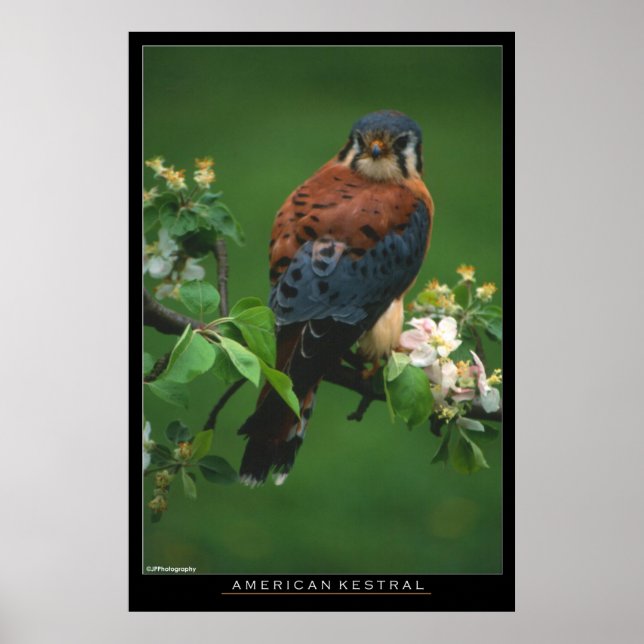 Póster Kestral americano (Frente)