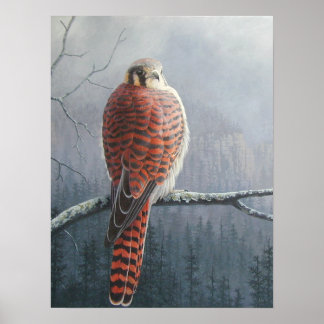 Póster Kestrel