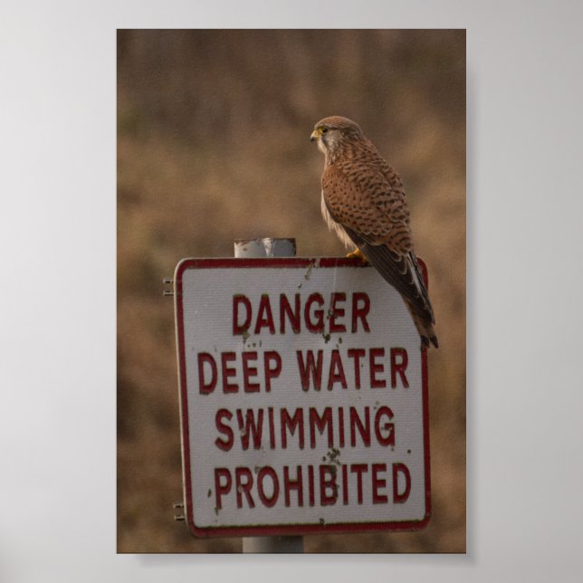 Póster Kestrel (Frente)