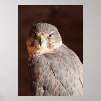 Póster Kestrel
