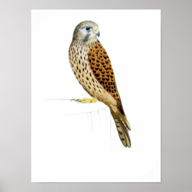 Póster Kestrel 2011 (Frente)