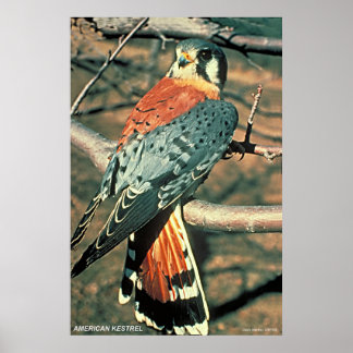 Póster Kestrel americano