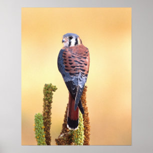 Póster Kestrel, Falco sparverius, nativo de Estados Unido