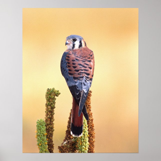 Póster Kestrel, Falco sparverius, nativo de Estados Unido (Frente)