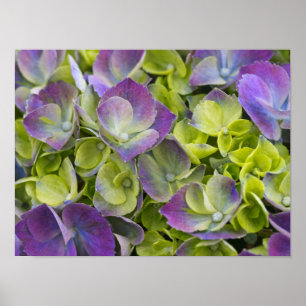 Póster Keukenhof Garden Hydrangea