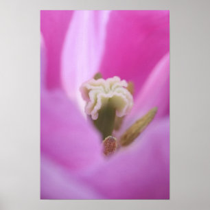 Póster Keukenhof Gardens, Holanda, se especializa en 3