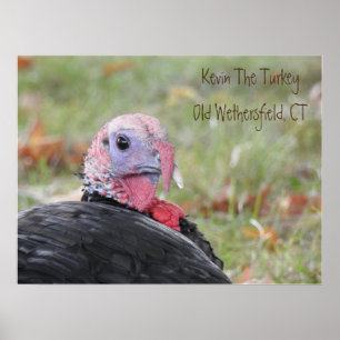 Póster Kevin The Turkey - Old Wethersfield