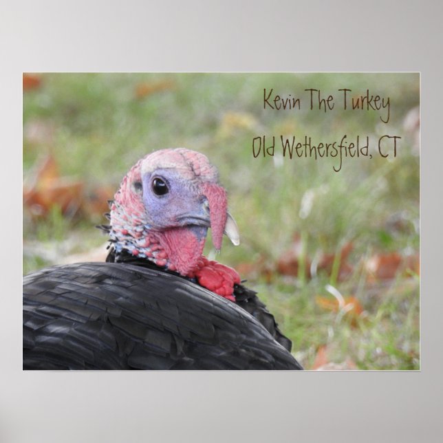 Póster Kevin The Turkey - Old Wethersfield (Frente)