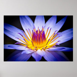 Póster Kew Gardens Waterlily, Londres