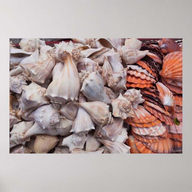 Póster Key West, seashells (Frente)