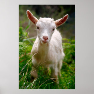 Póster Kid Goat