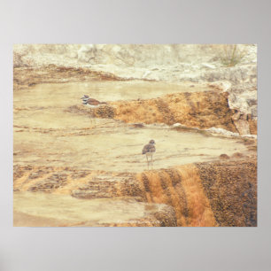 Póster Killdeer
