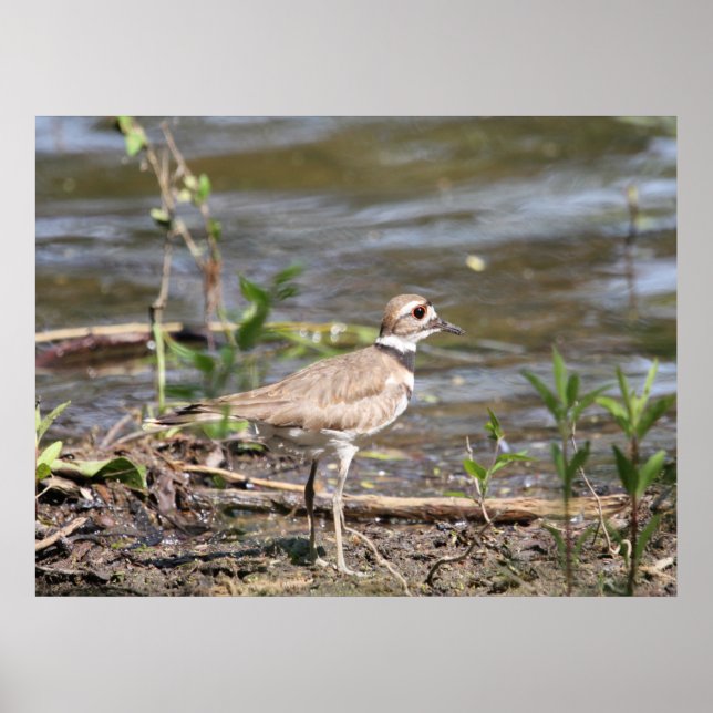 Póster Killdeer Bird (Frente)