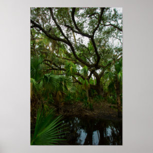 Póster Kilpatrick Hammock, Kissimmee Prairie Preserve, FL