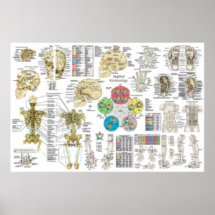 Póster Kinesiología aplicada Poster quiropráctico de oste