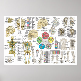 Póster Kinesiología aplicada Poster quiropráctico de oste