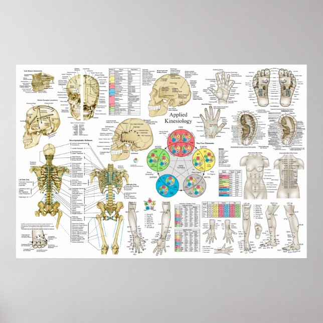Póster Kinesiología aplicada Poster quiropráctico de oste (Frente)