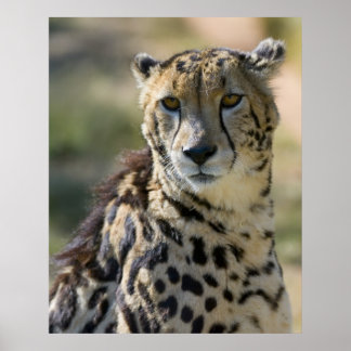 Póster King Cheetah