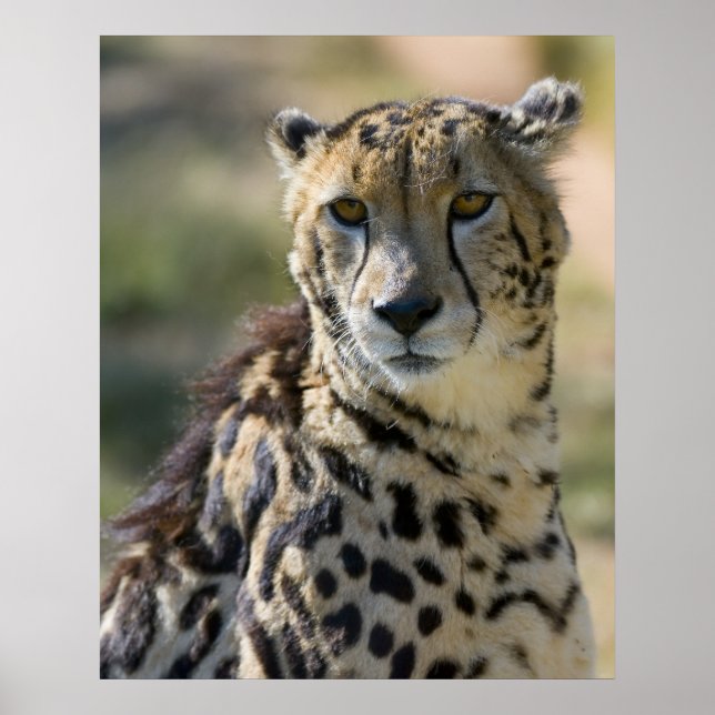 Póster King Cheetah (Frente)