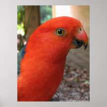 King Parrot - Serie de aves nativas australianas