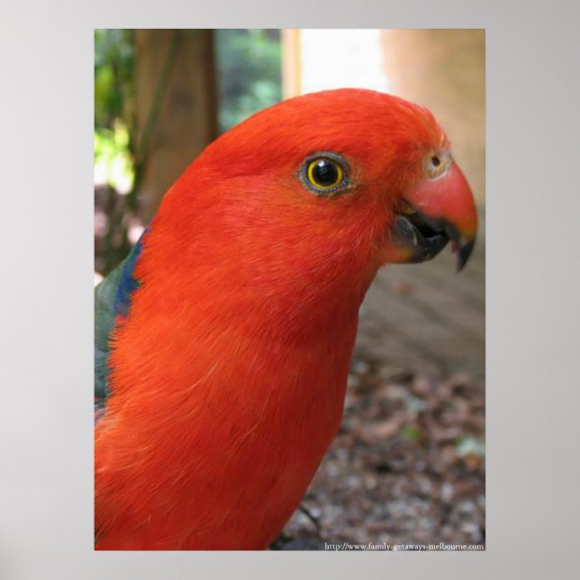 Póster King Parrot - Serie de aves nativas australianas (Frente)
