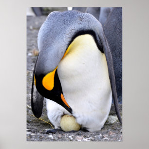 Póster King Penguin con huevo