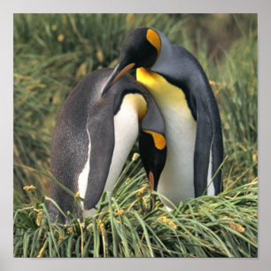Póster King Penguin Lovers